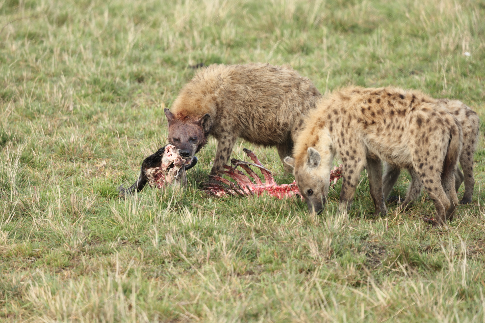 Hyaenas eat wildebeest carcass (Sep 30, 2025)