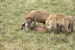 Hyaenas eat wildebeest carcass