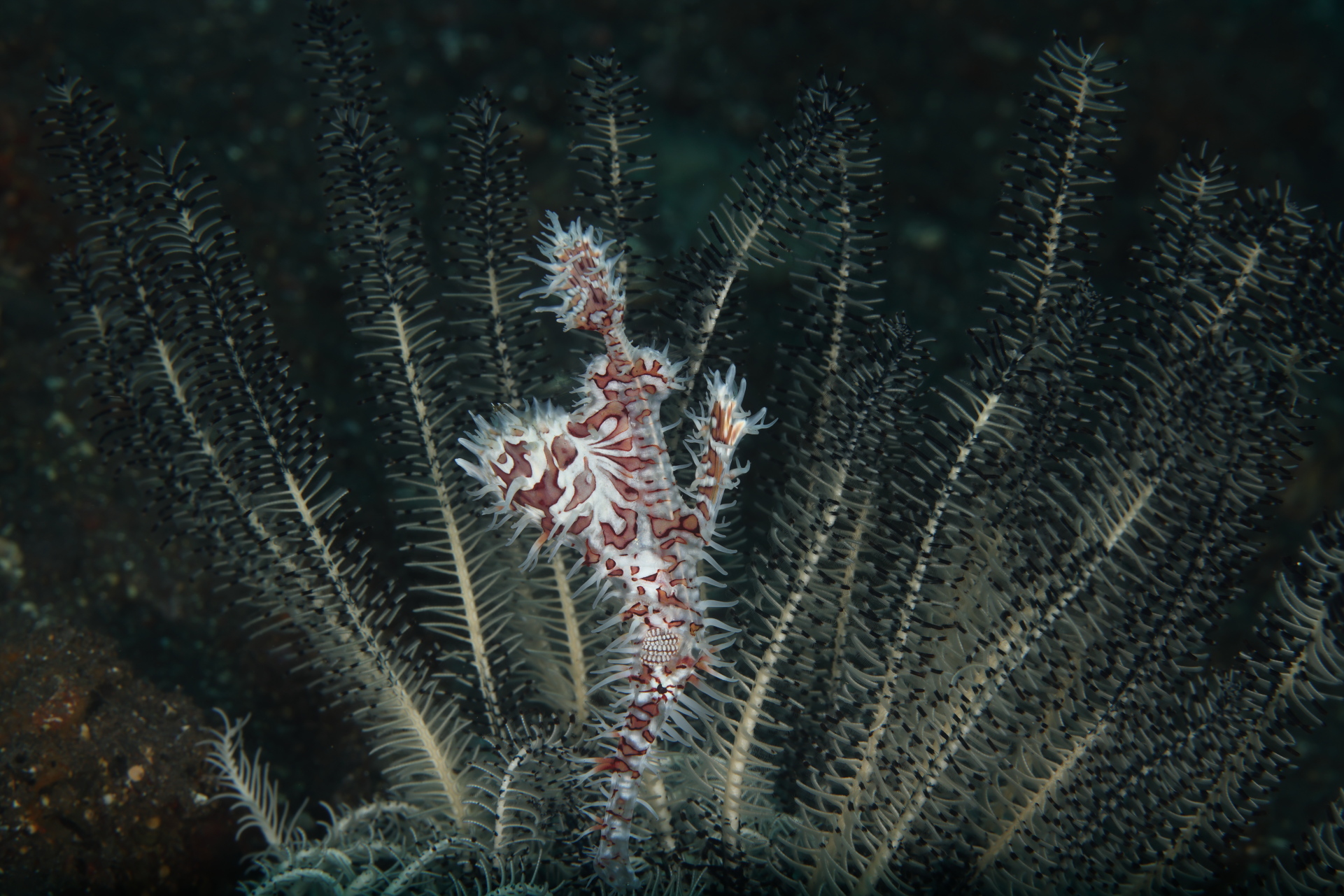 Ornate Ghost Pipefish in Crynoid (Oct 5, 2023)