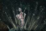 Ornate Ghost Pipefish in Crynoid