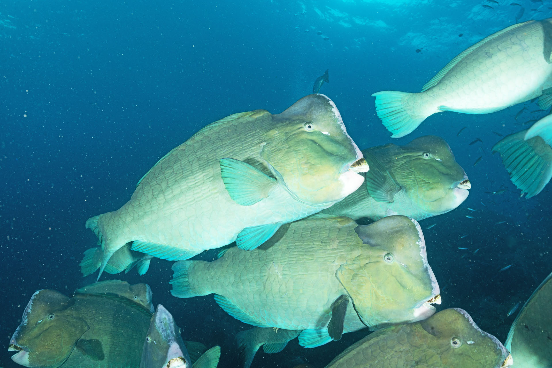 Bumphead Parrotfish (Jan 22, 2026)