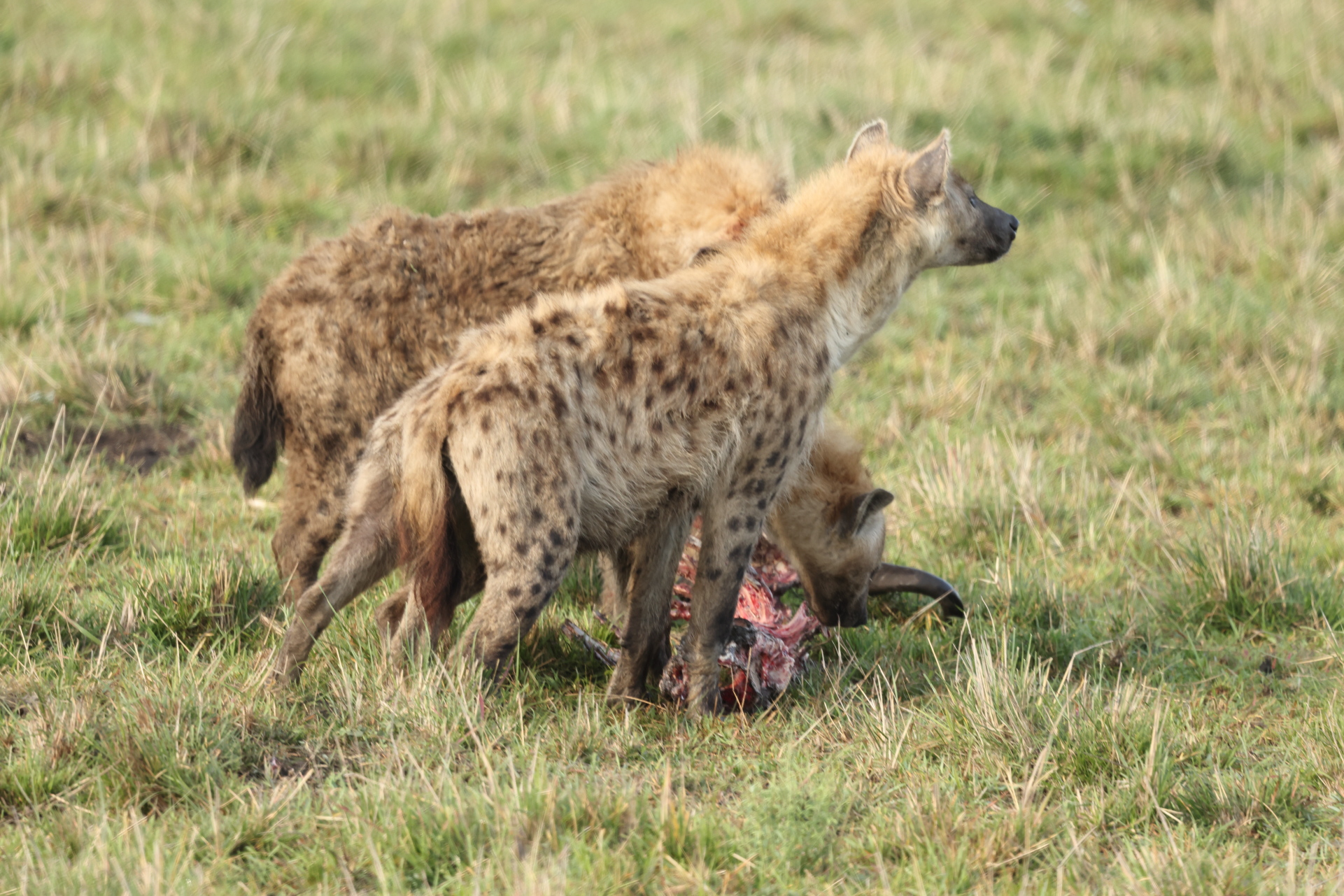 Hyaenas eat wildebeest carcass (Sep 30, 2025)