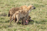Hyaenas eat wildebeest carcass