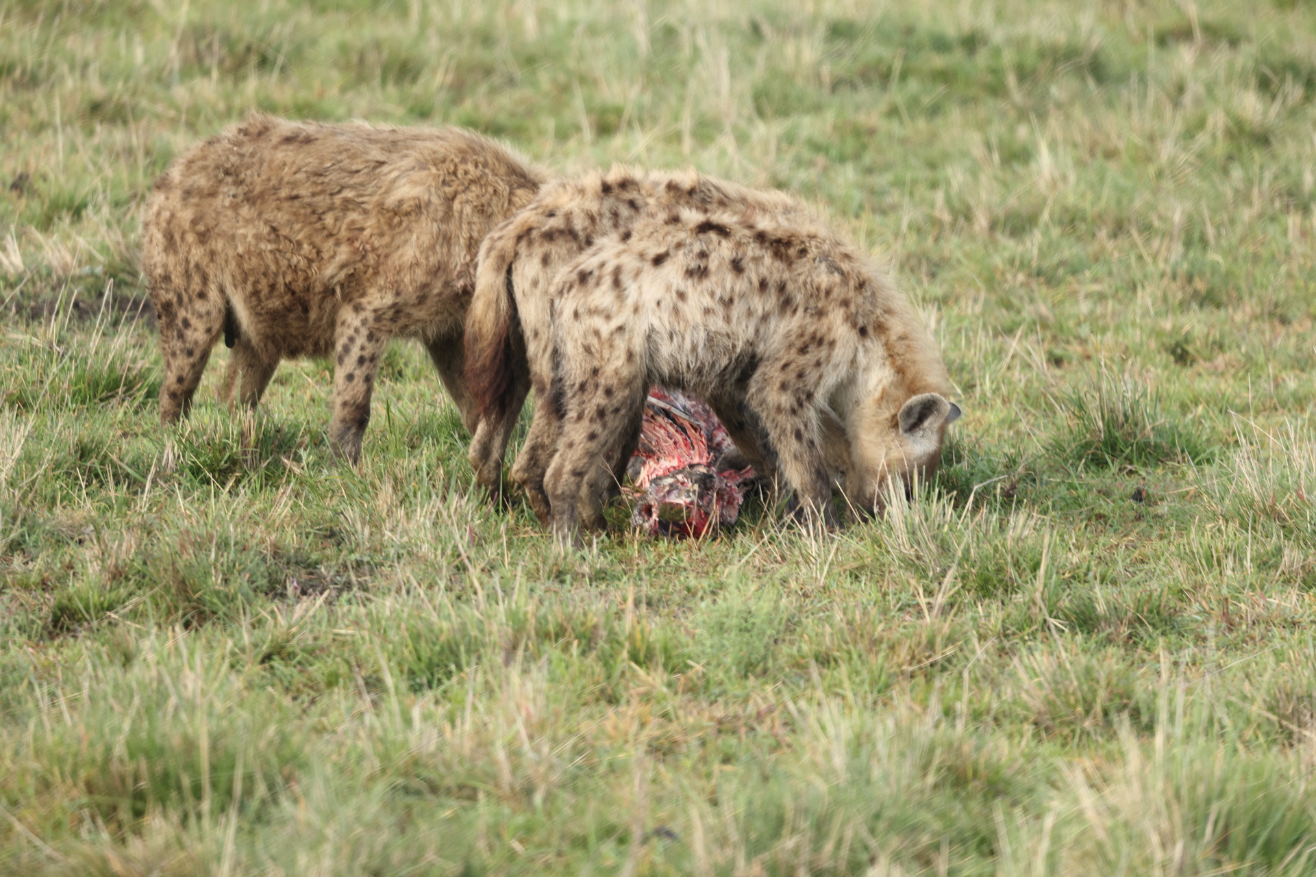 Hyaenas eat wildebeest carcass (Sep 30, 2025)