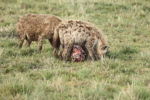 Hyaenas eat wildebeest carcass