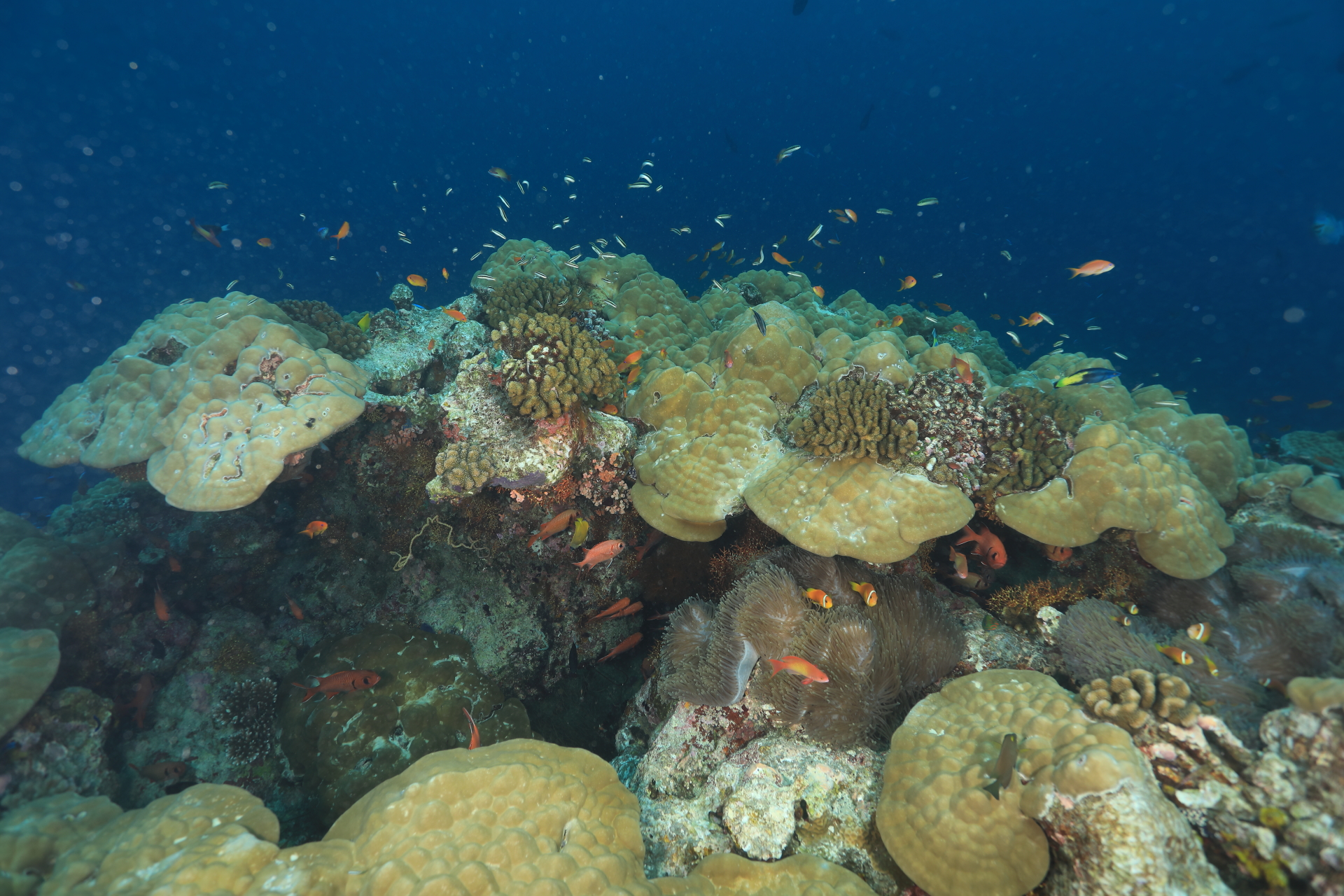 Coral Reef Life (1) (Apr 9, 2021)