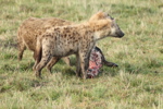 Hyaenas eat wildebeest carcass
