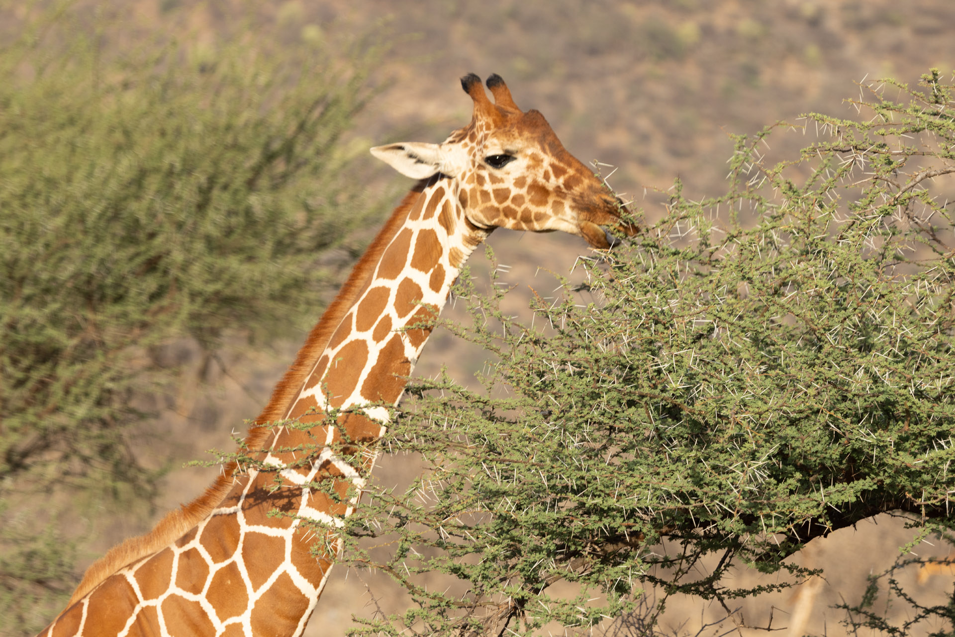 Giraffe Eating (Sep 24, 2025)