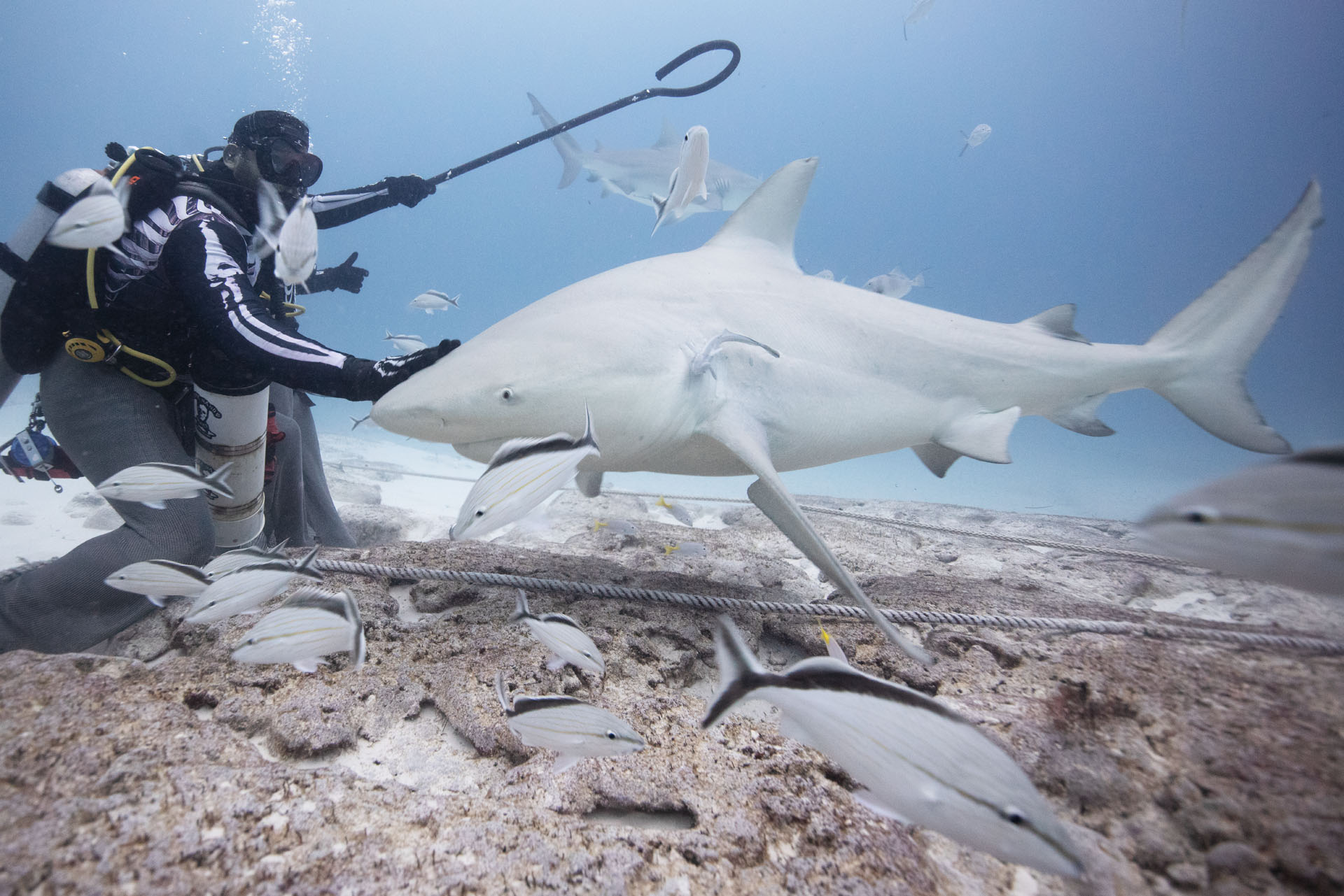 Pregnant bull shark (Dec 11, 2024)