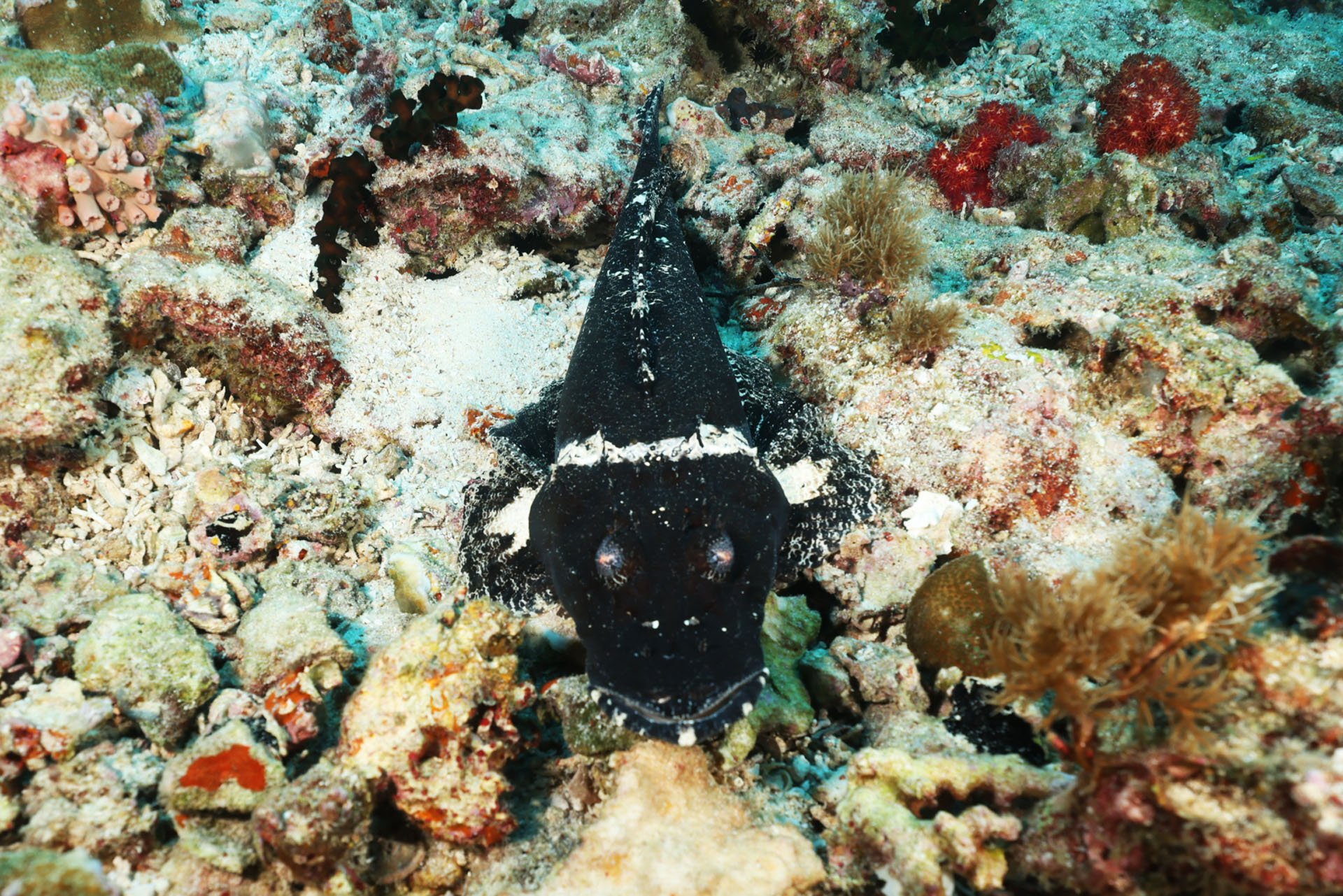 Crocodile fish (Jan 27, 2026)