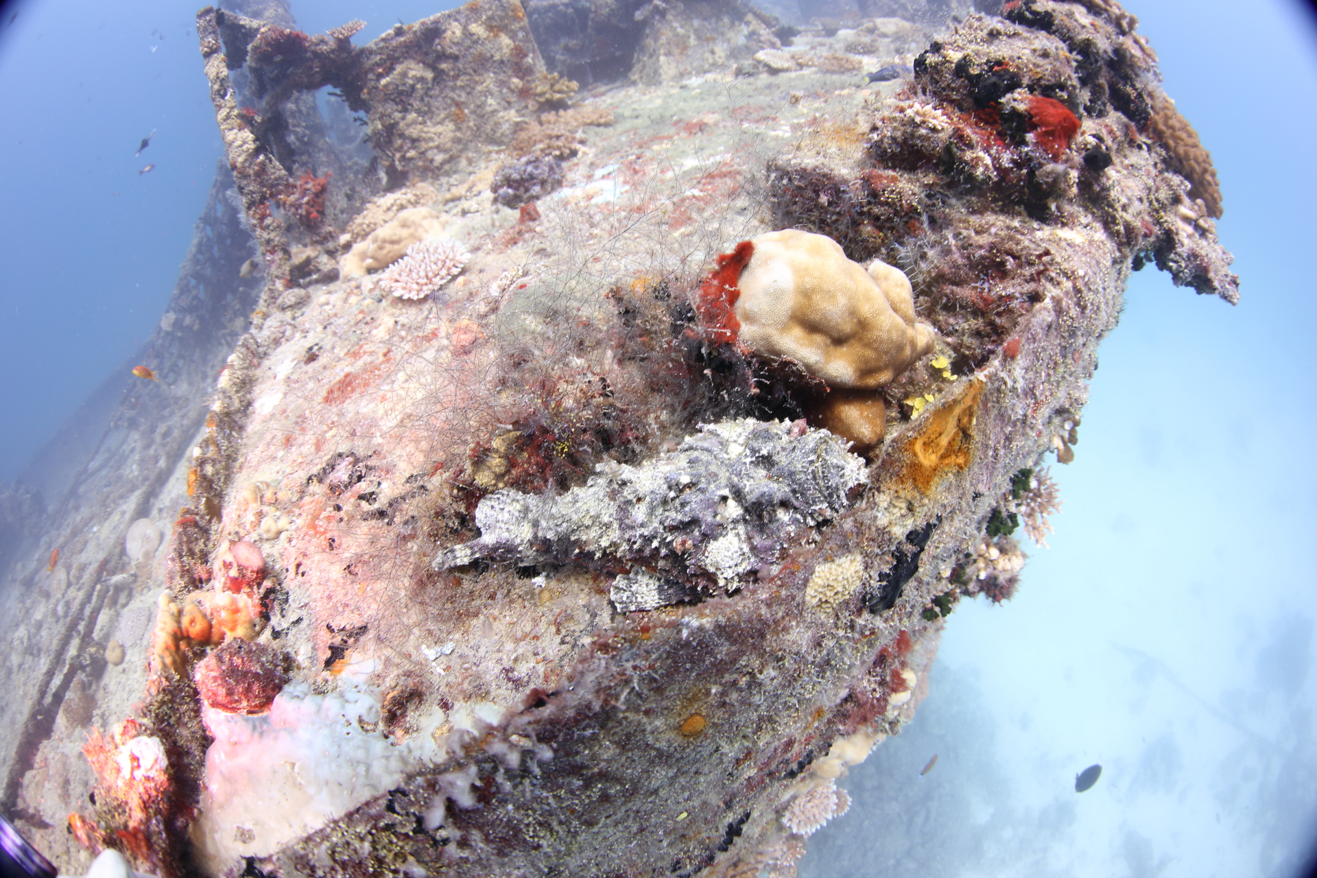 Machchafushi Wreck Stonefish (Apr 8, 2021)