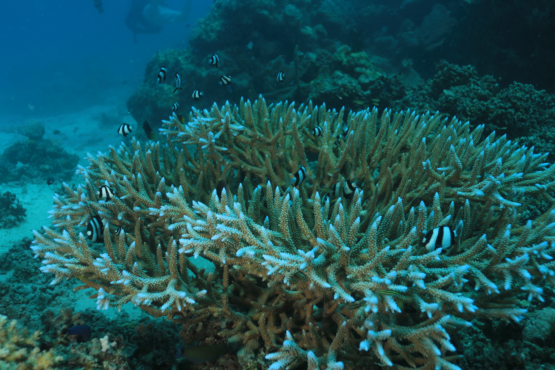 Dascyllus on Staghorn Coral (Dec 25, 2021)