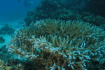 Dascyllus on Staghorn Coral