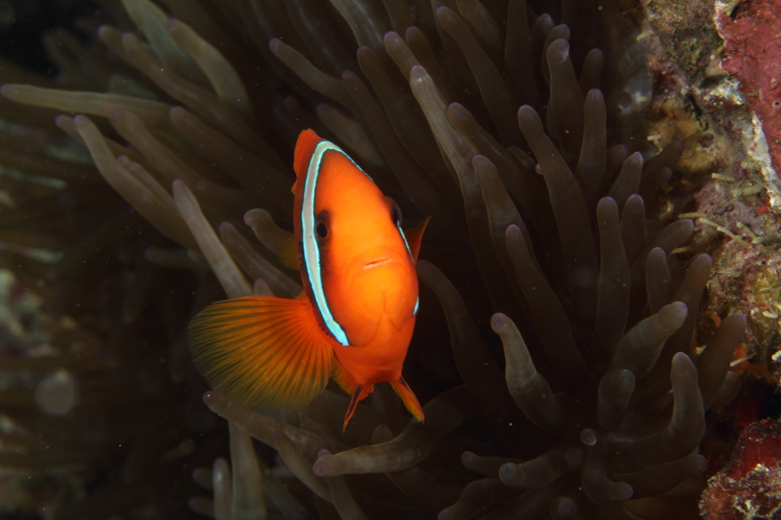 Clown Fish (Oct 26, 2014)