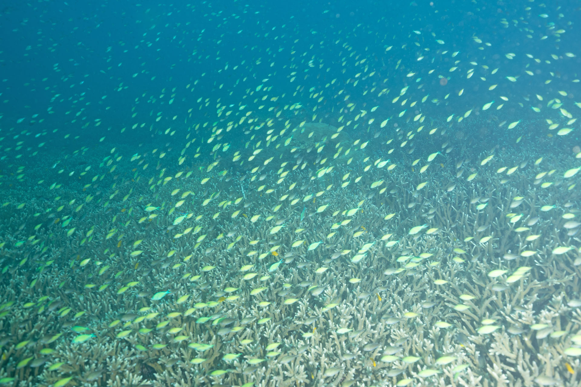 Large School (Jan 27, 2026)