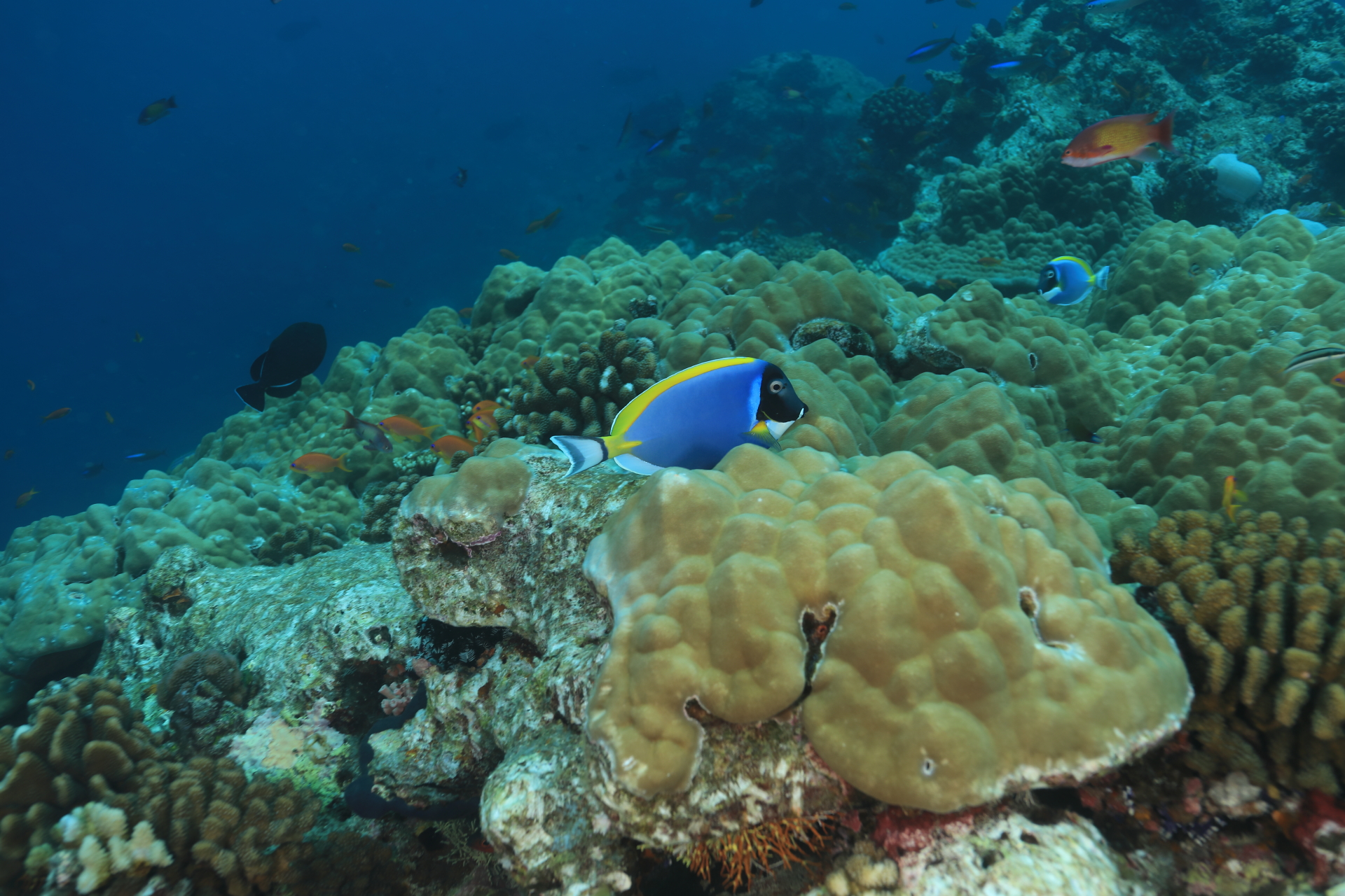Coral Reef Life (2) (Apr 9, 2021)