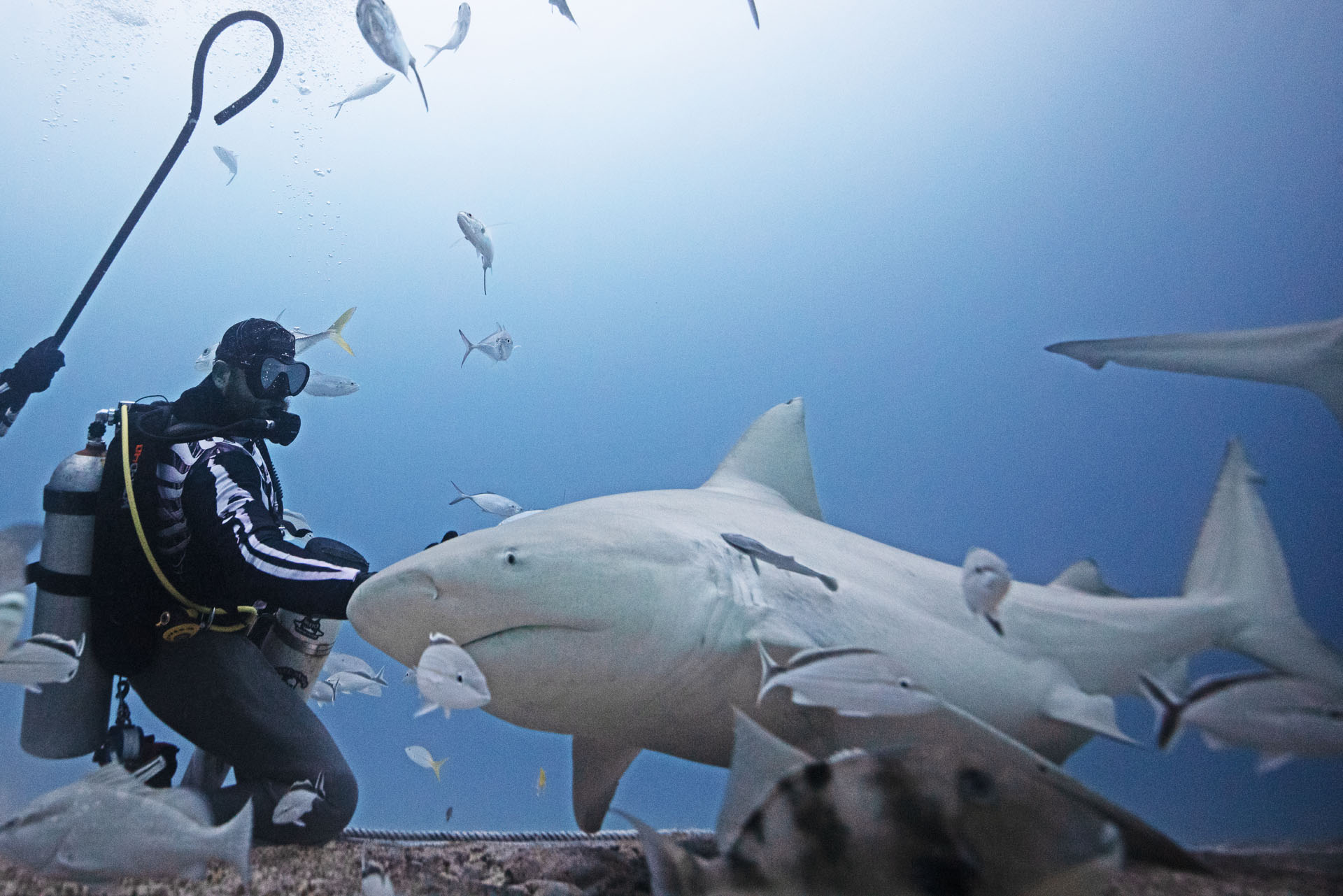 Bull Shark Feeding (Dec 11, 2024)