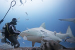 Bull Shark Feeding