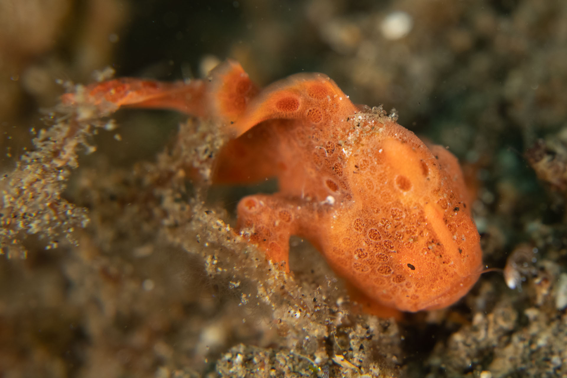 Painted Frogfish (Apr 30, 2023)