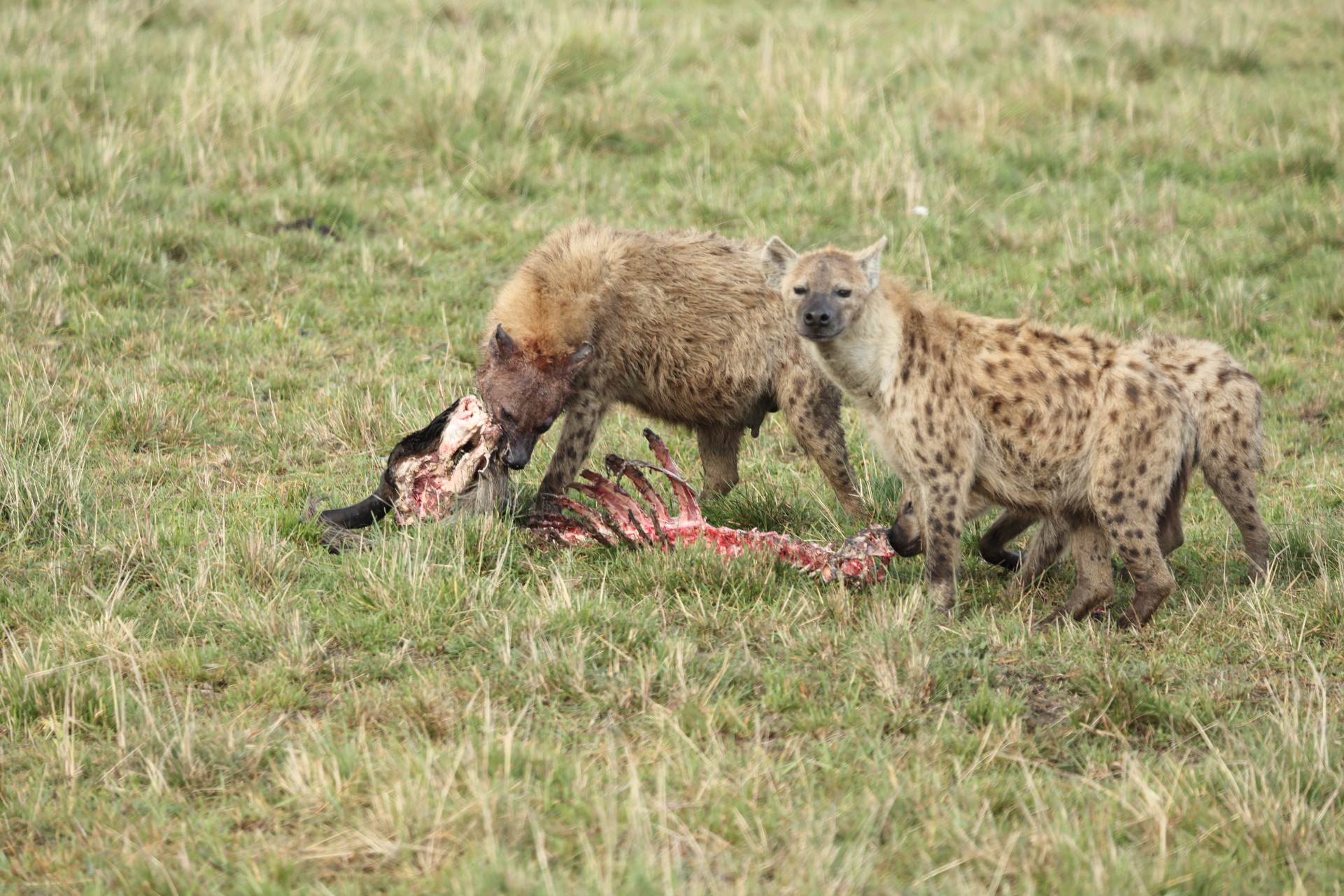 Hyaenas eat wildebeest carcass (Sep 30, 2025)