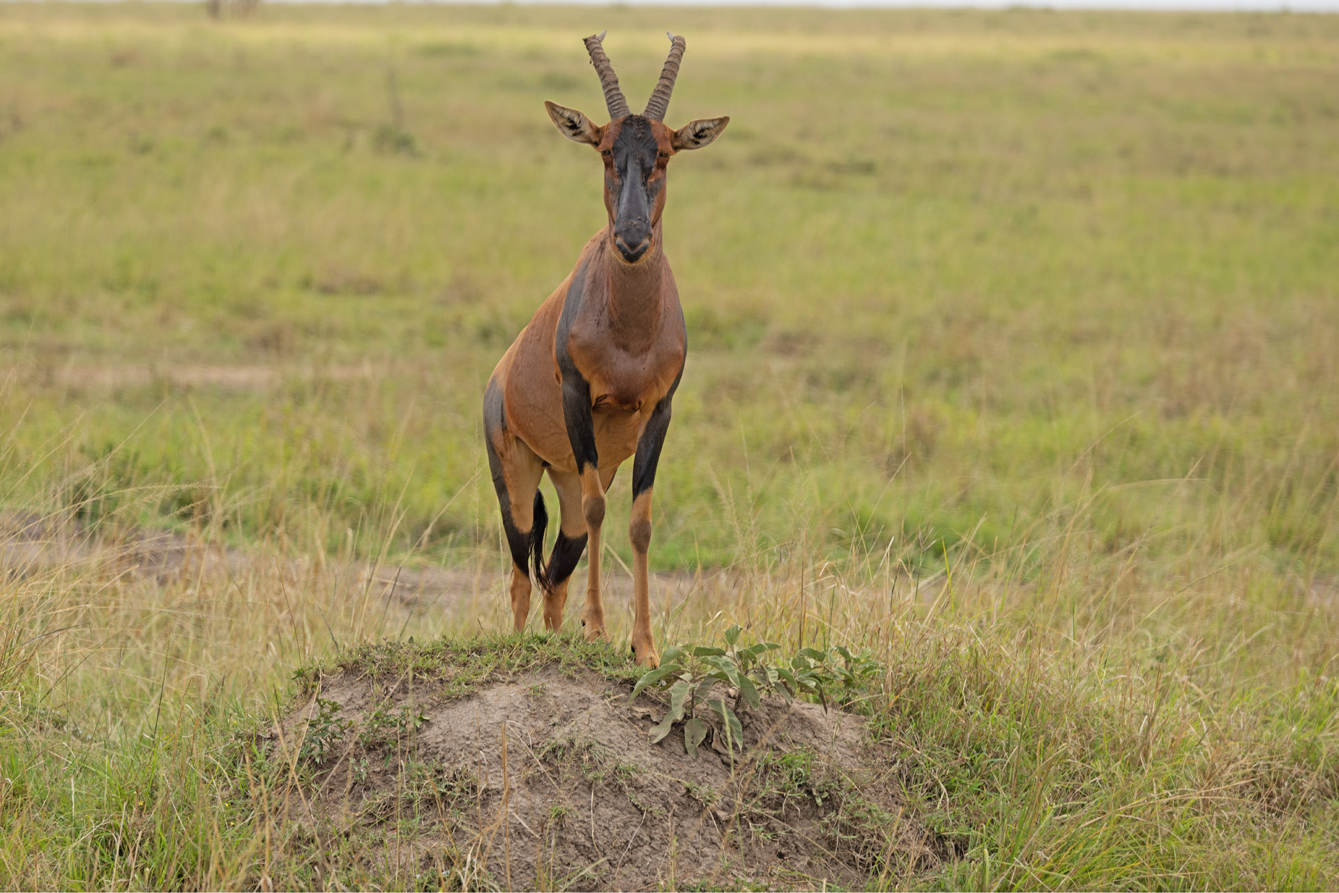 Topi Surveying the Meadow (Sep 29, 2025)