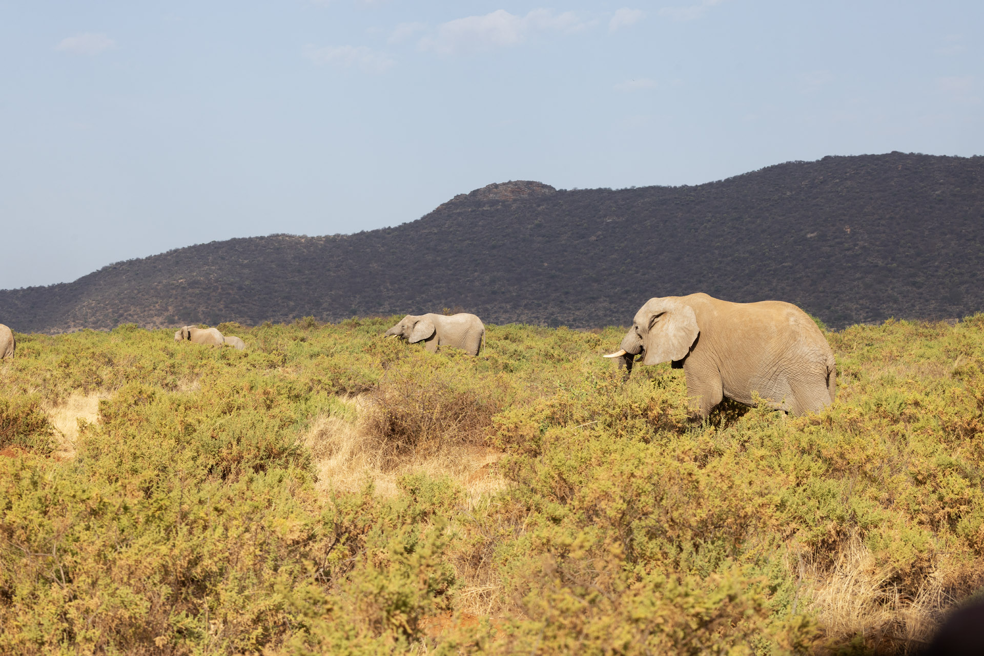 Elephants in Field (Sep 25, 2025)