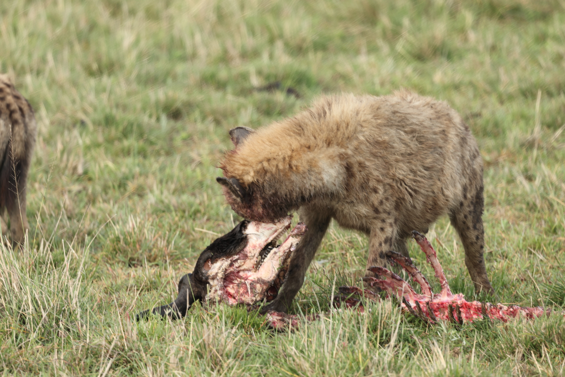 Hyaenas eat wildebeest carcass (Sep 30, 2025)