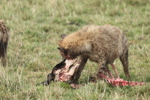 Hyaenas eat wildebeest carcass