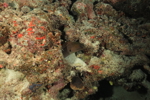 Moray Eel