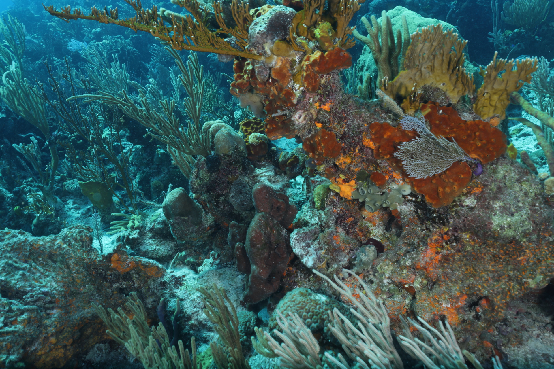 Coral Reef (Feb 1, 2023)