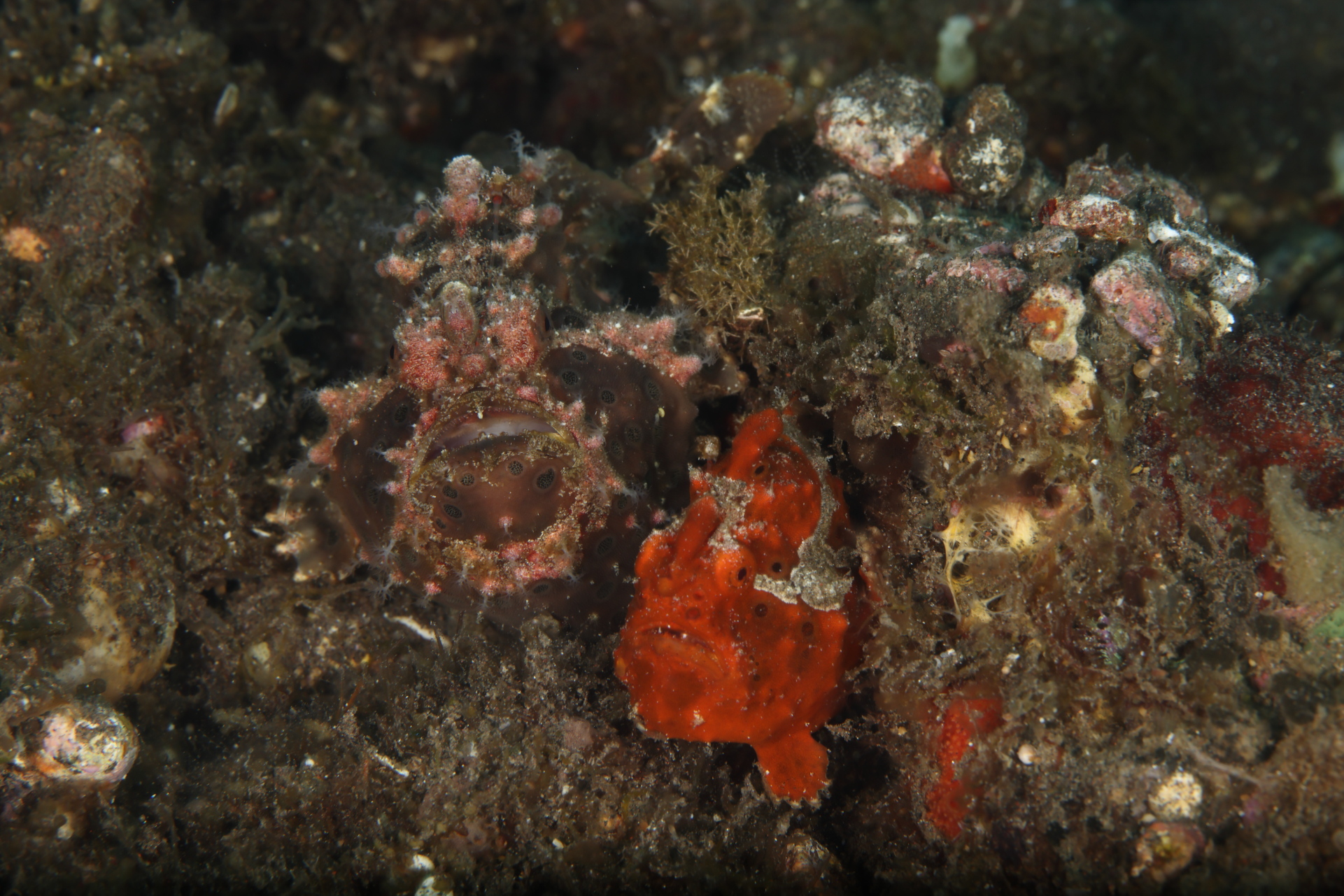 Two Frogfish (Painted and Warty) (Oct 5, 2023)