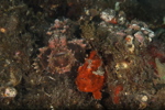 Two Frogfish (Painted and Warty)