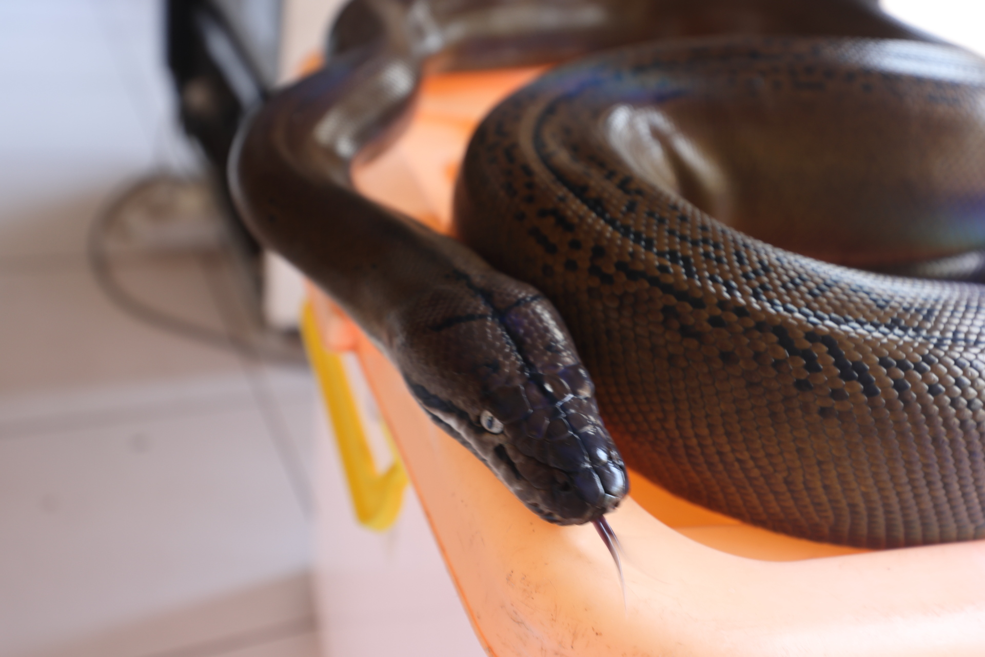 Snake at Tirta Gangga Water Palace (Oct 11, 2023)