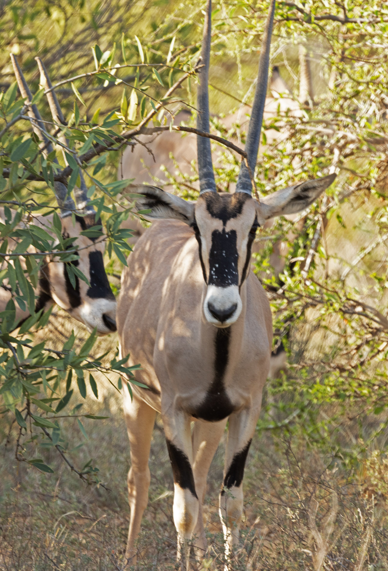 Beisa Oryx (Sep 23, 2025)