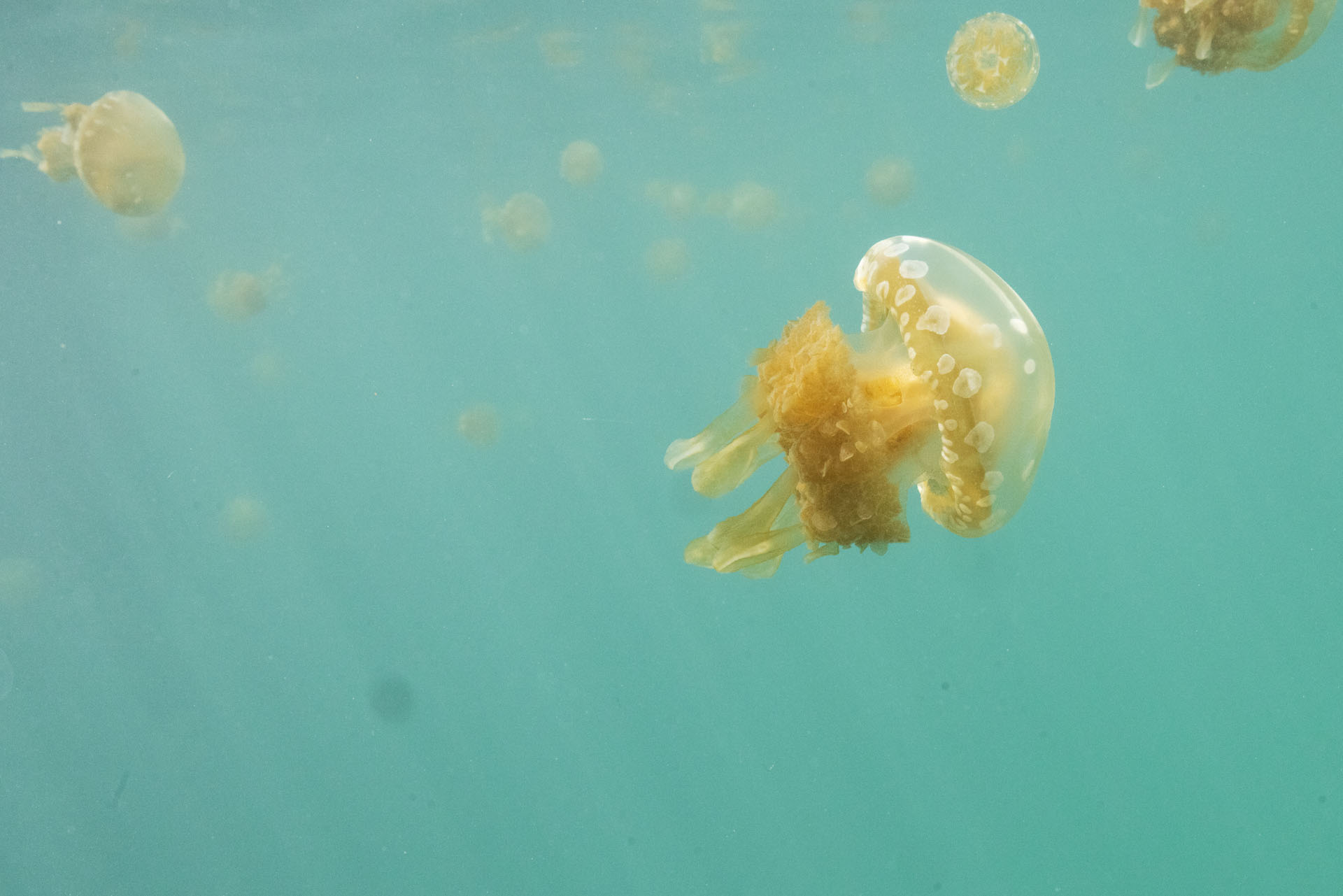 Jellyfish Lake (Jan 26, 2026)