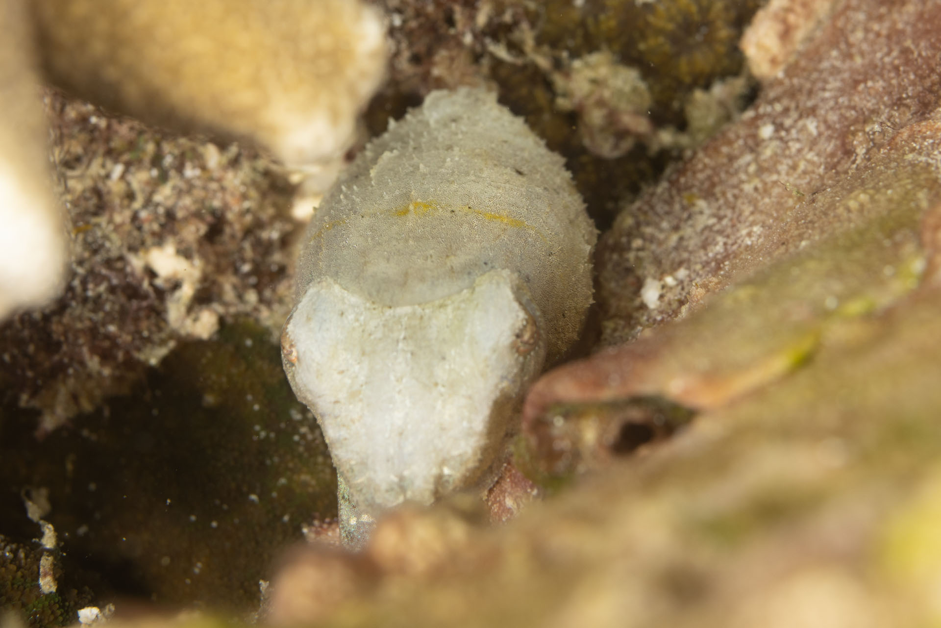 Pygmy Cuttlefish (Jan 28, 2026)