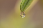 Raindrop Hanging from Leaf