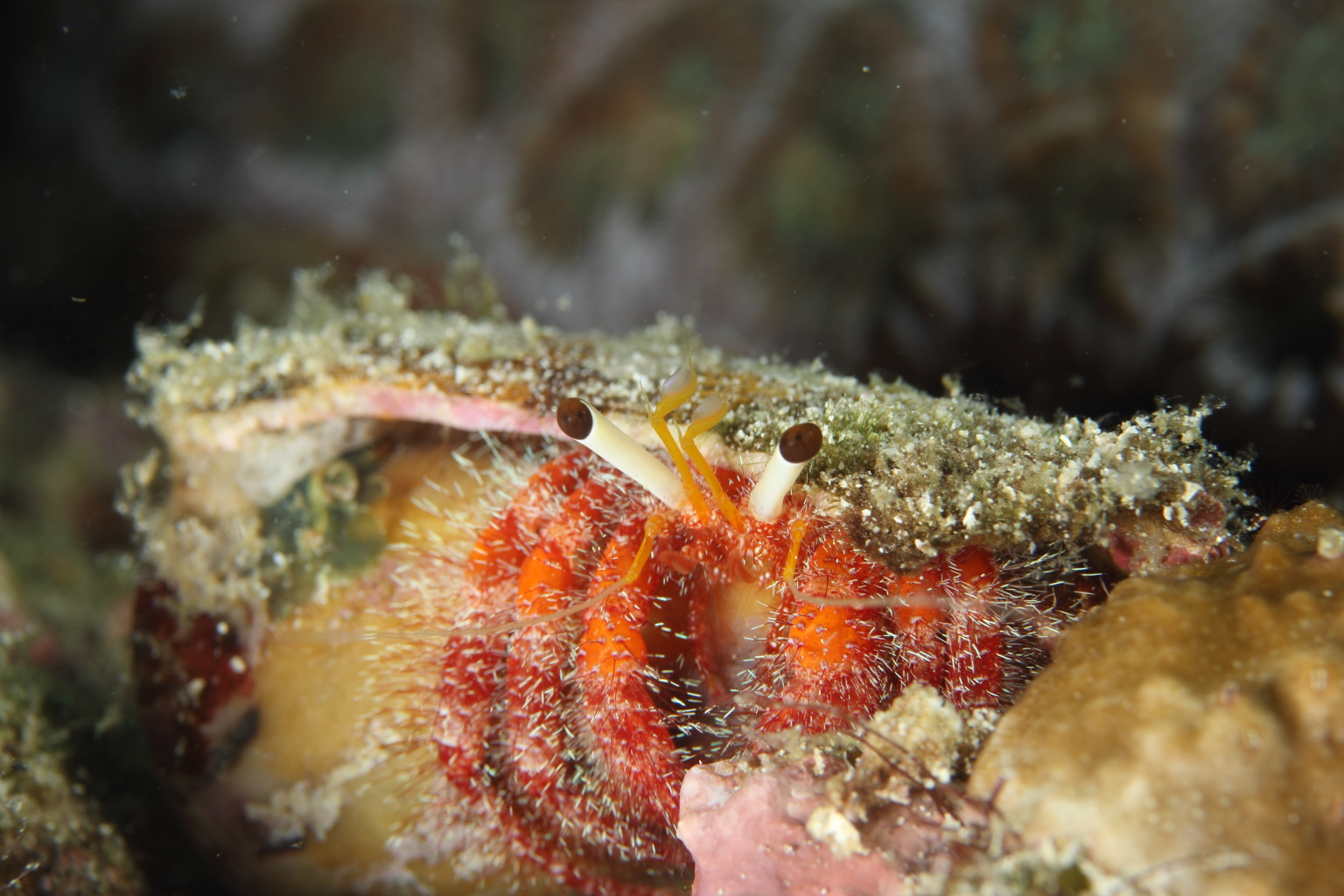 Hermit Crab (Nov 2, 2014)