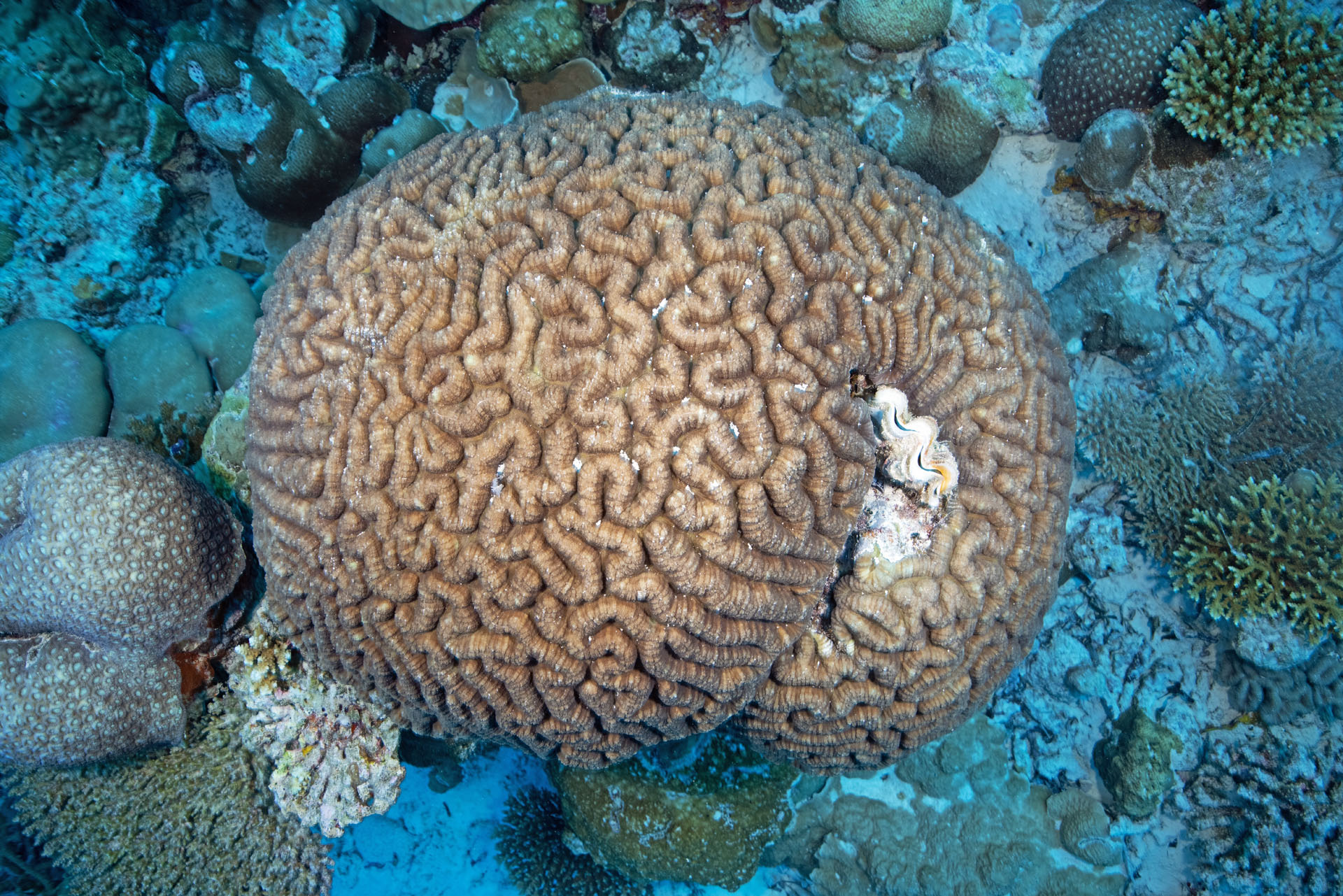 Brain Coral (Feb 11, 2025)