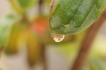 Raindrop Hanging from Leaf