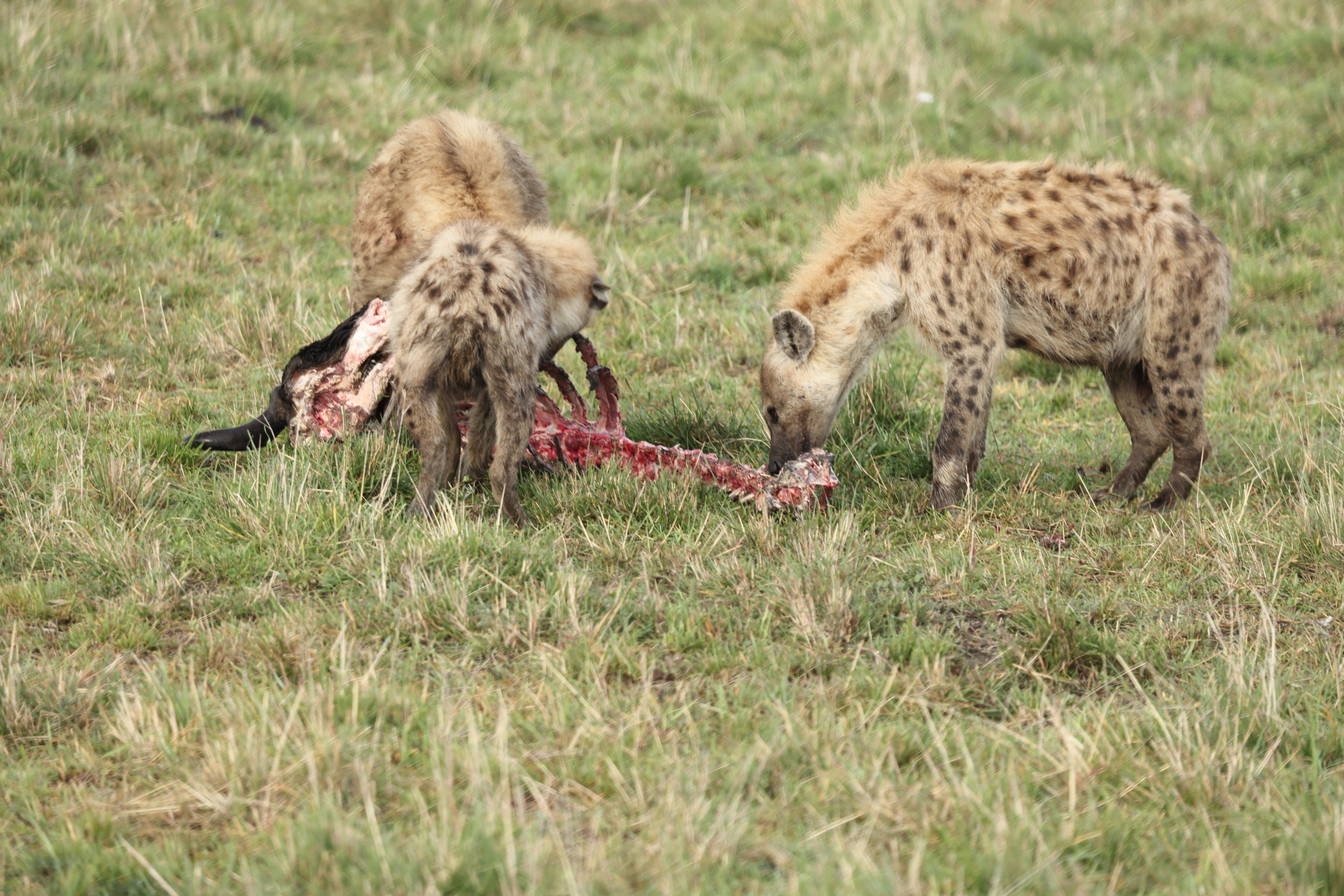 Hyaenas eat wildebeest carcass (Sep 30, 2025)
