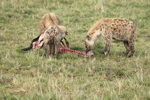 Hyaenas eat wildebeest carcass