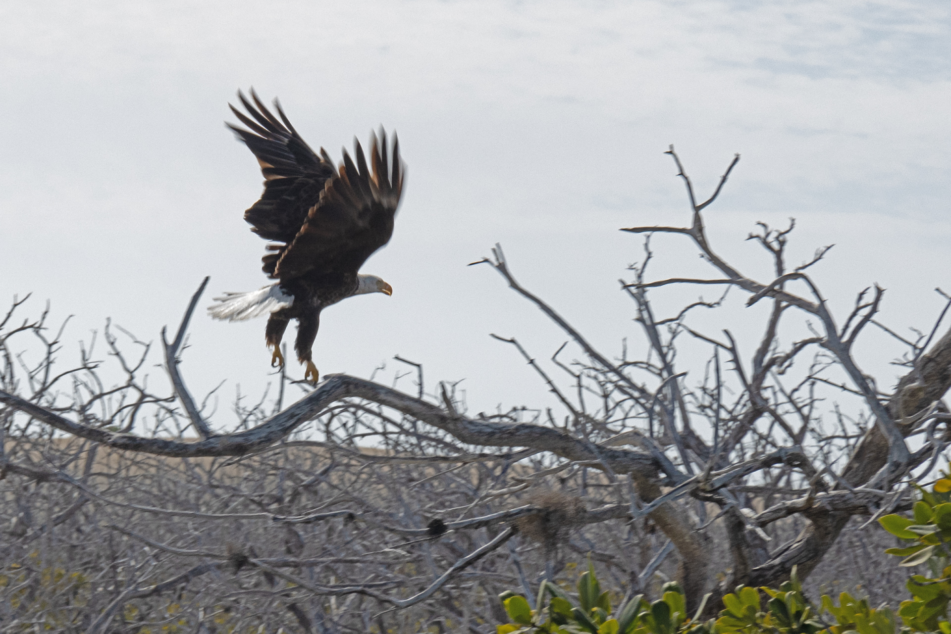 Bald Eagle (Feb 25, 2025)