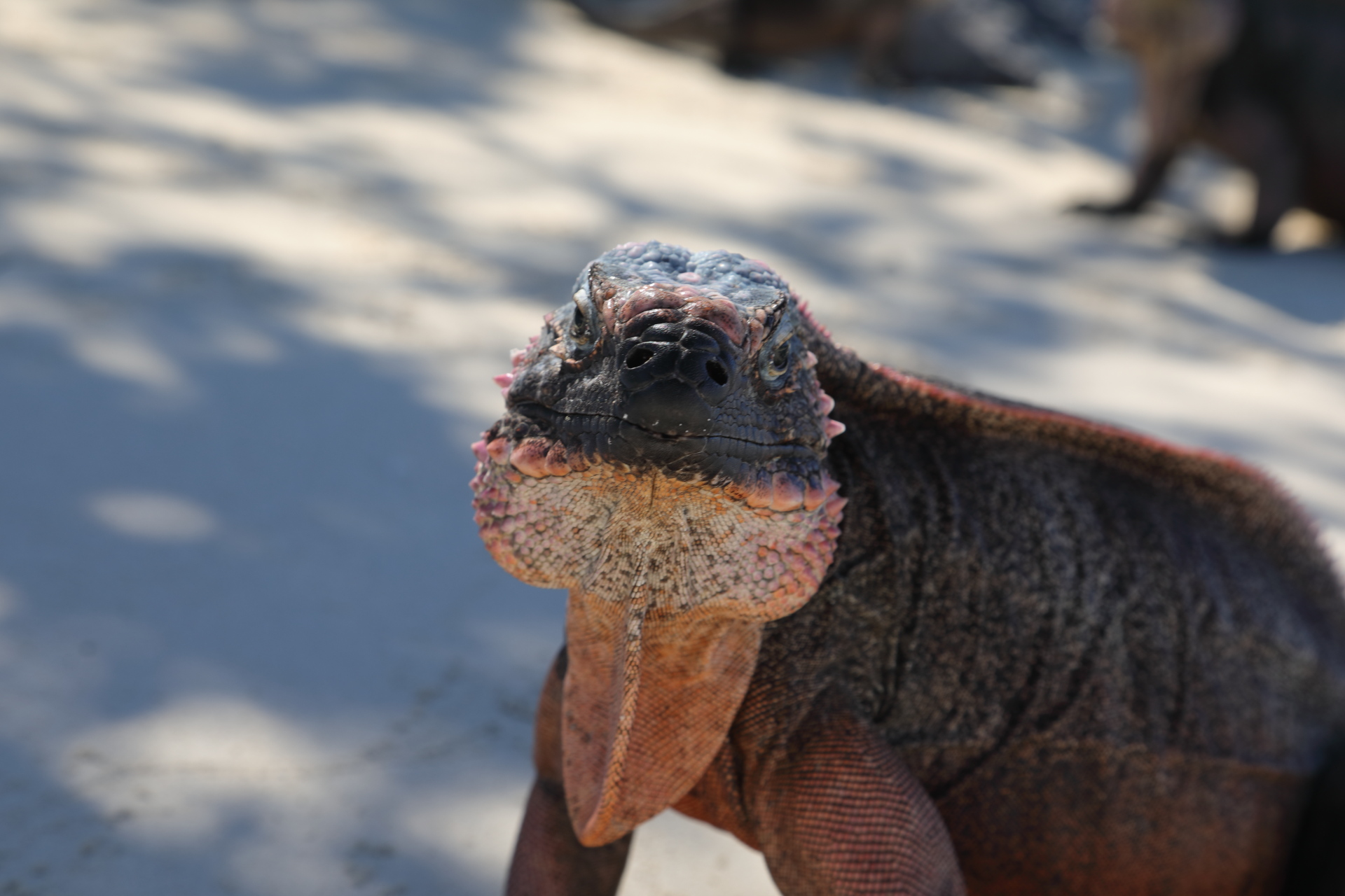 Close-up of an Iguana (Jan 29, 2023)