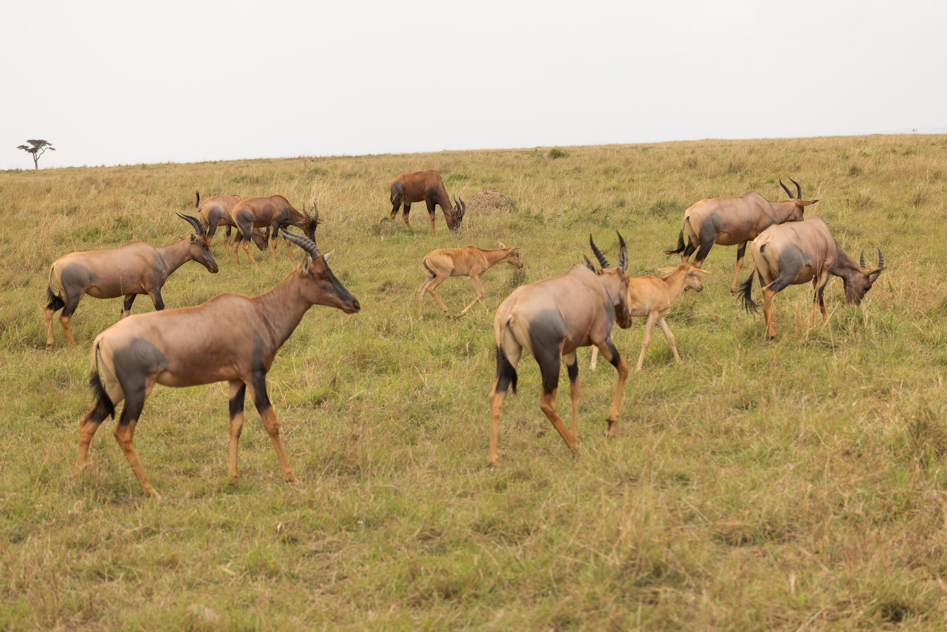 Herd of Topi (Sep 27, 2025)