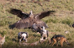 Carcass Feast Thumbnail (Oct 7, 2025)