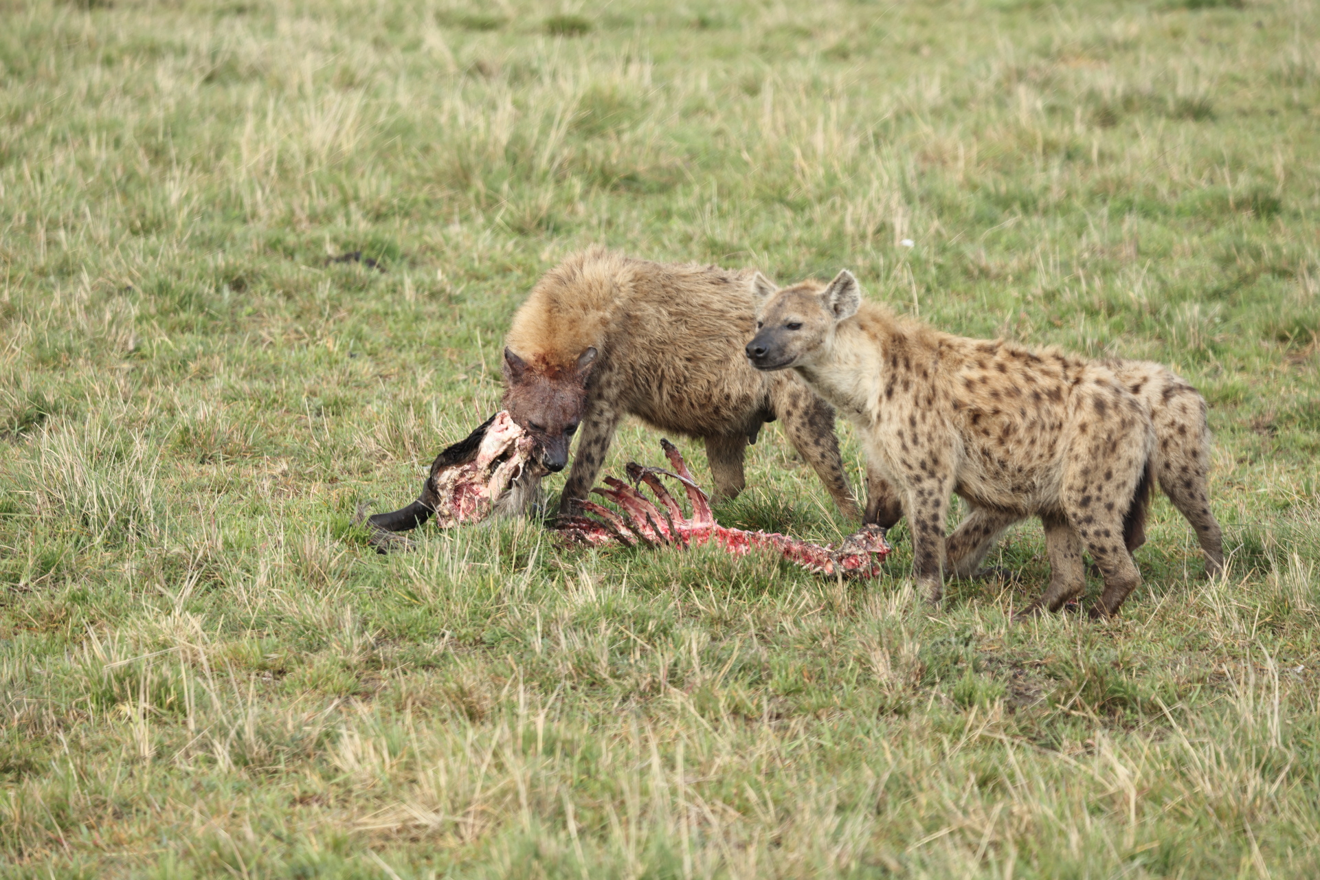 Hyaenas eat wildebeest carcass (Sep 30, 2025)