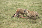 Hyaenas eat wildebeest carcass