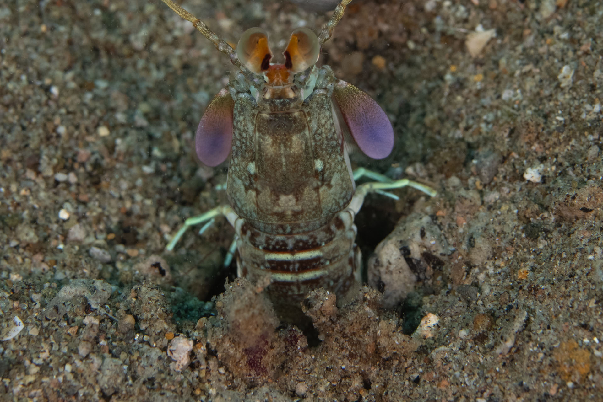Brown Mantis Shrimp (Apr 30, 2023)