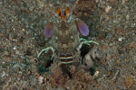 Brown Mantis Shrimp